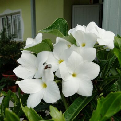 Jardin fleuri