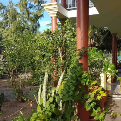 Le jardin fleuri